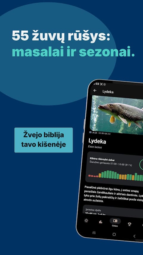 Lydekos aprašymas žuvų gide su kibimo laiku ir masalais
